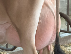 226399