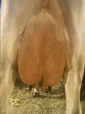 251591