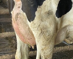 275068