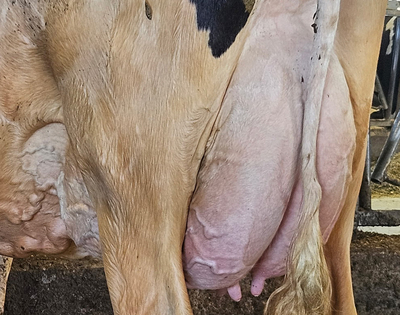 281338