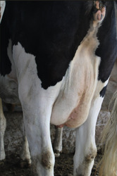 293826