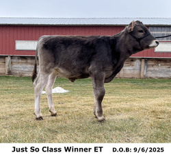 296233