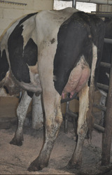 297264