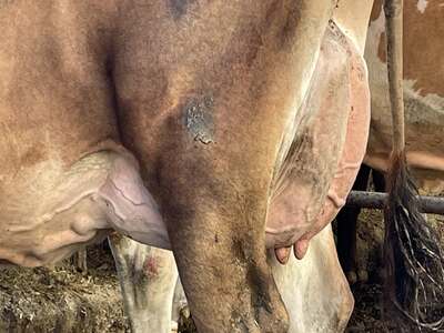 296163