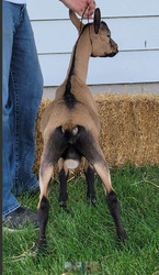 327675