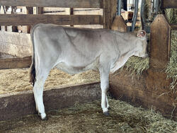 329204
