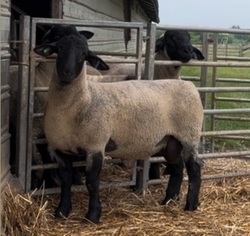331791