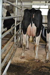 332433